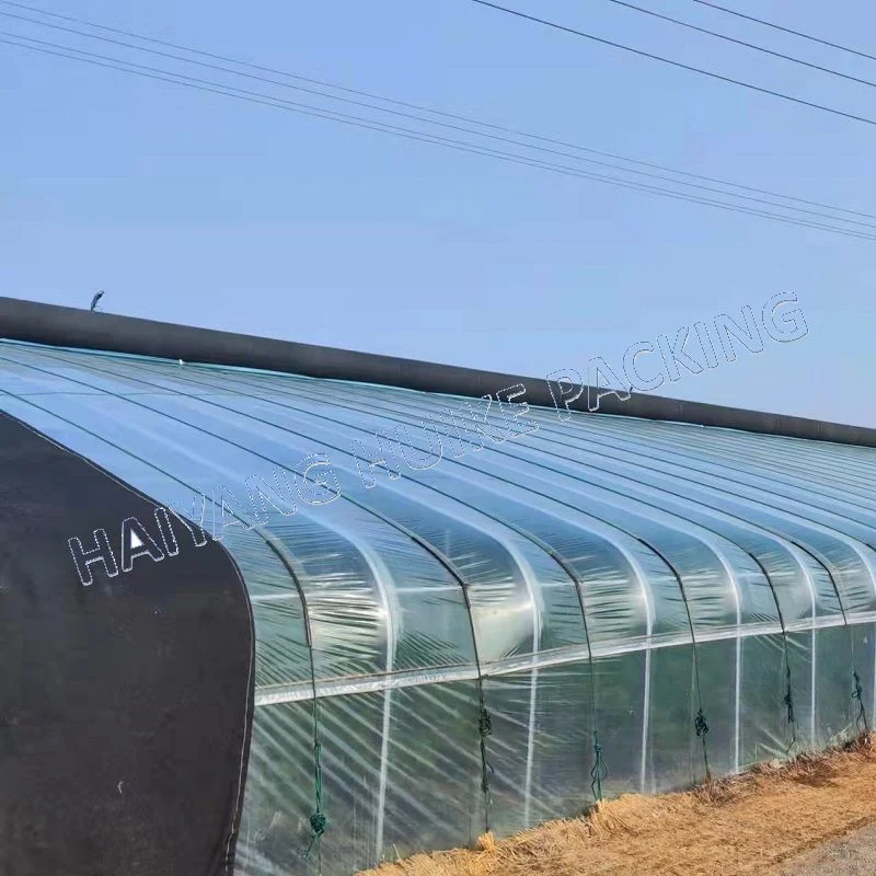 Tunnels agricoles film serre avec systèmes hydroponiques