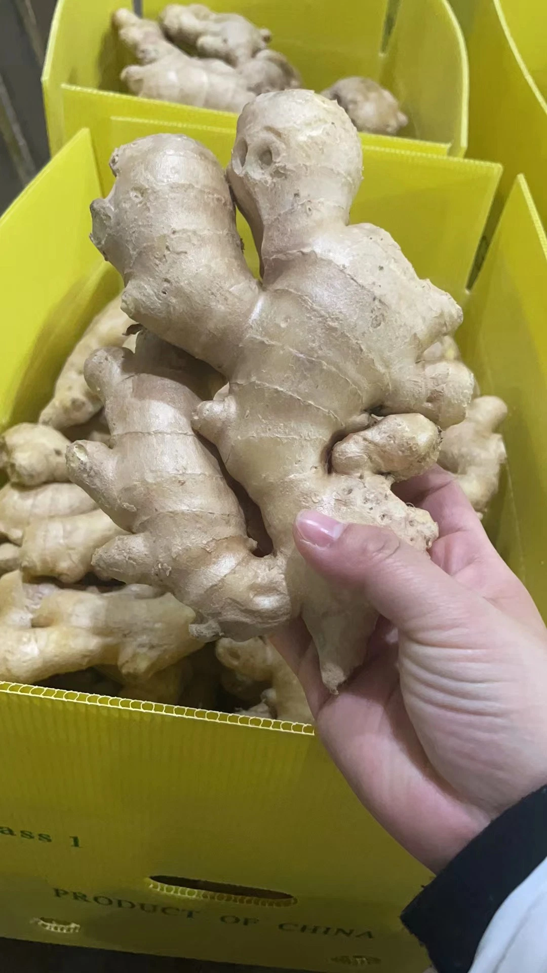 2023 Chinese Shandong Fresh Vegetables New Crop Yellow Air Dried Ginger