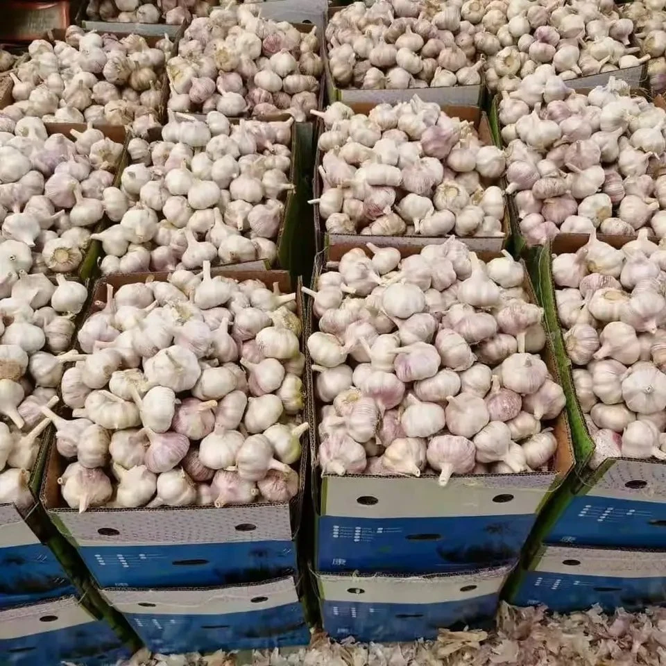 Frische Reine Weiße Knoblauch Kleine Verpackung