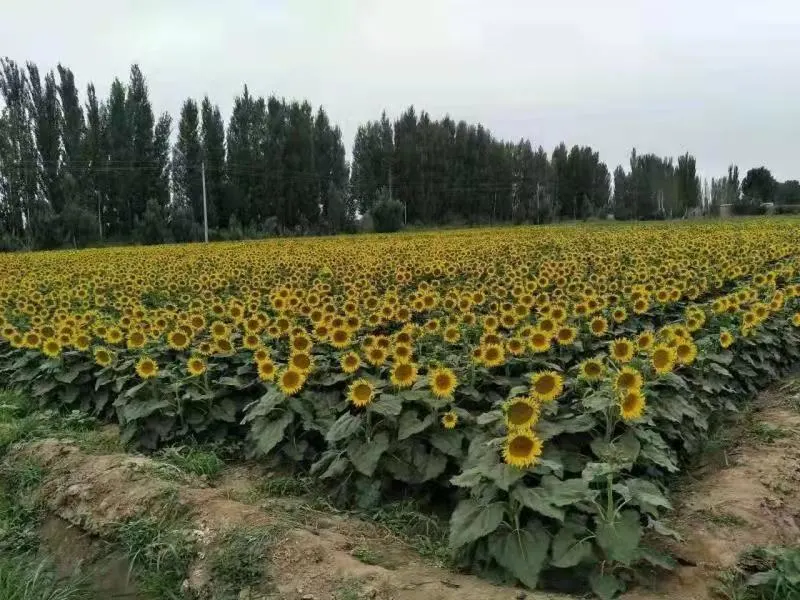 High Yield Nucleus Oil Length Sunflower Seeds Hybrid Sunflower Seeds