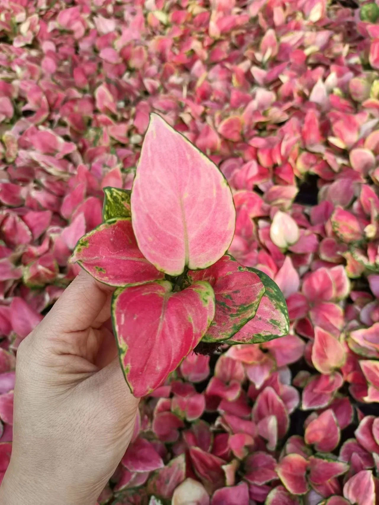 Live Aglaonema Seedling Bonsai Plant Plug Seedlings Ornament Tissue Culture