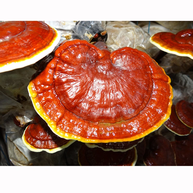 100% orgánicos Ganoderma lucidum Lingzhi Seta Seta Reishi enriquecido en polvo Extracto de polvo de esporas