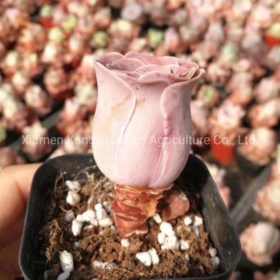 Mountain Rose Greenovia Succulent Plants