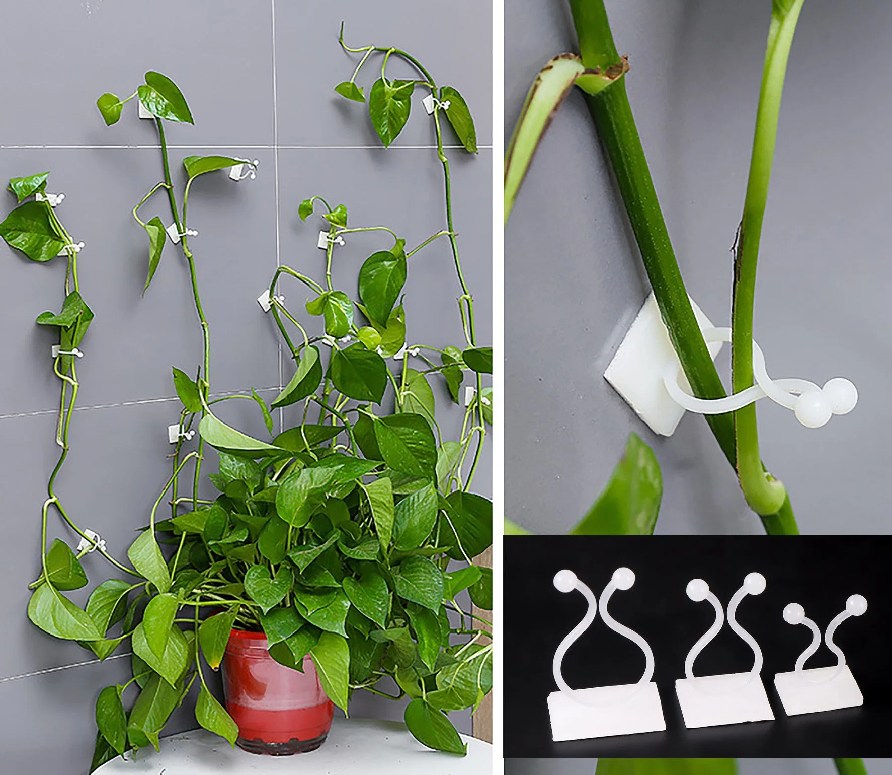 Wall Rattan Clamp Plant Climbing Wall Self-Adhesive Buckle Hook Vine Hanging Fixator Plant Stent Fixed Clip