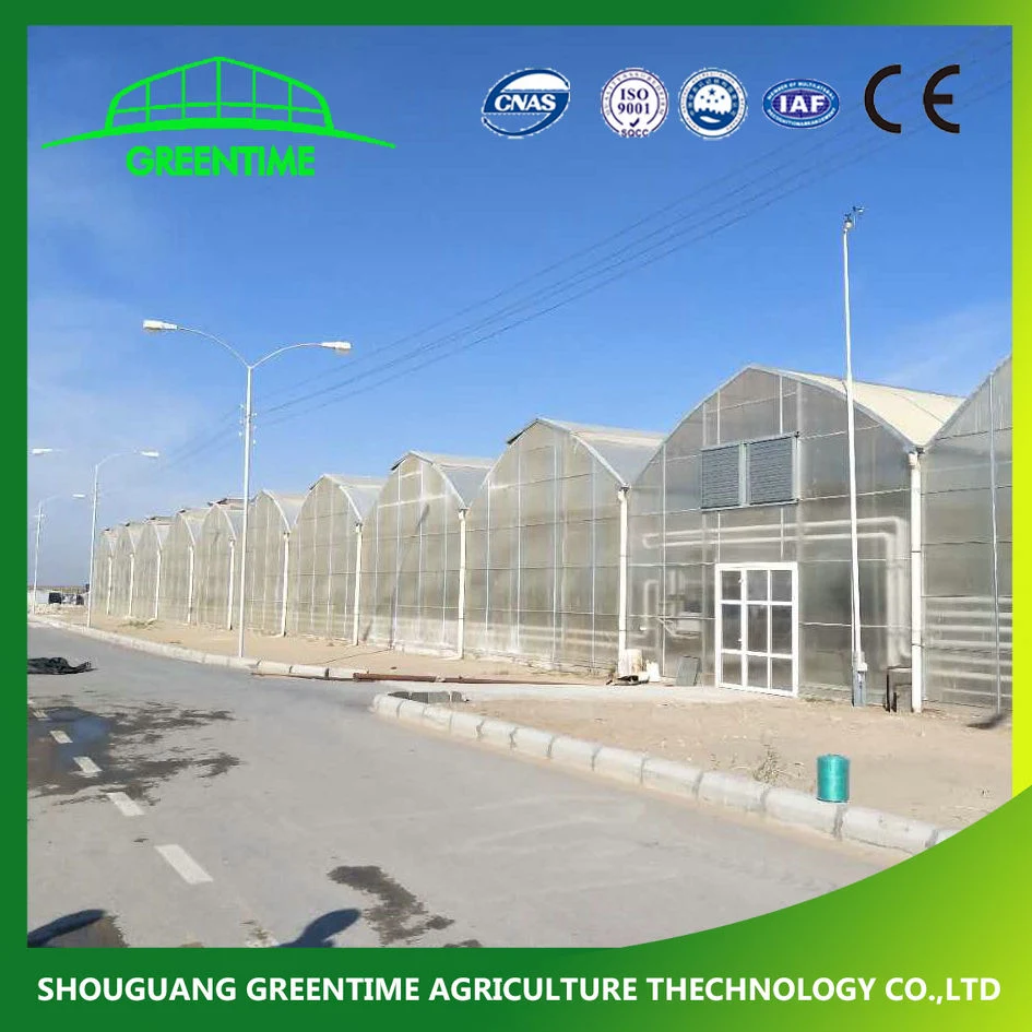 Günstige Multi-Span / Single Span Commercial Tunnel Kunststoff-Folie Glas Polycarbonat Farm Landwirtschaft Gewächshaus mit Saatbett Hydrokultur für Tomate Erdbeere