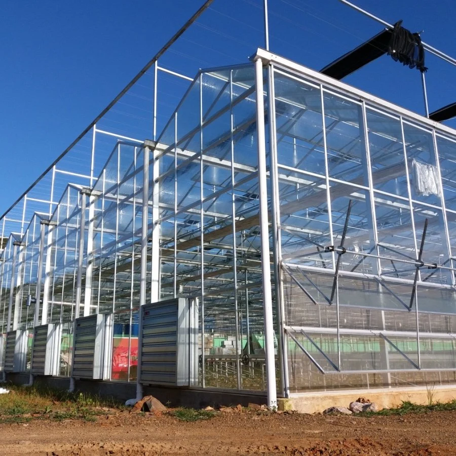 Tempred Glass Greenhouse for Cucumber