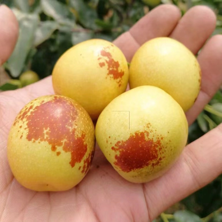 Big Size Sweet Juicy Winter Jujube Wholesale/Supplier Price