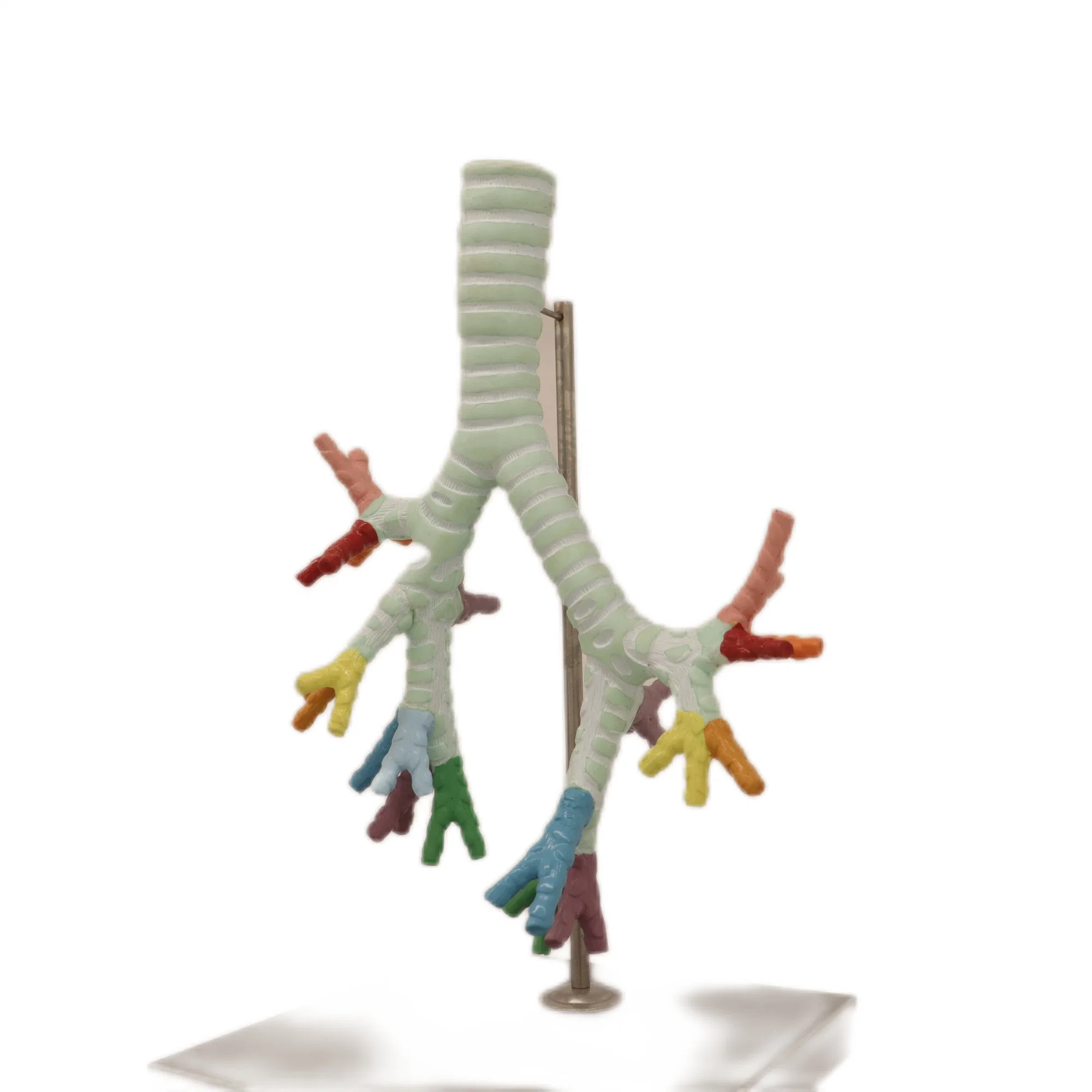 Lab Teaching Models of The Trachea and The Bronchus Bronchipulmonary Segment