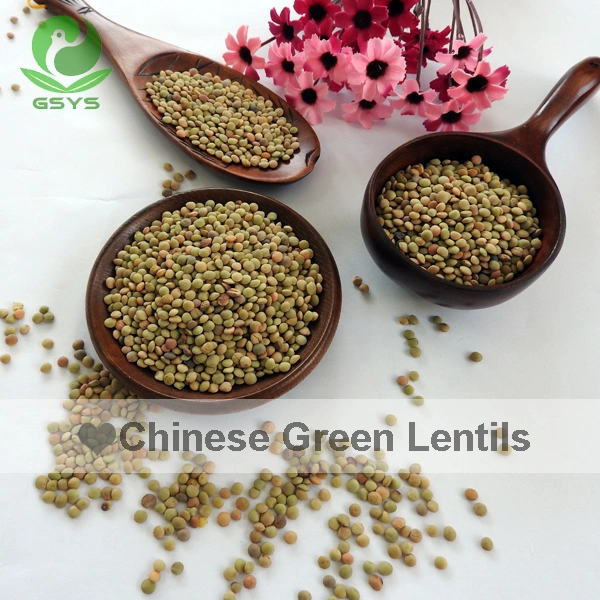 Lentilhas orgânicas chinesas Quality Green lentilhas Hot Sale