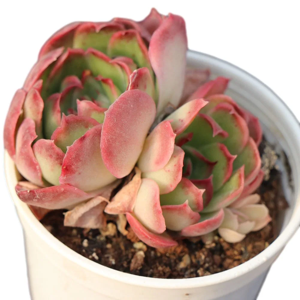 China High-Quality Echeveria Variegated Natural Live Plants Succulents