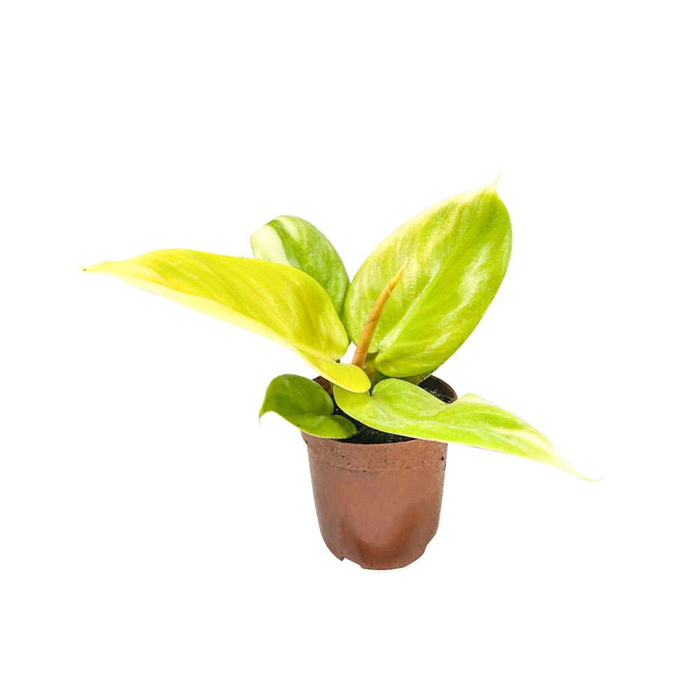 Philodendron Golden Beauty Plants Imperial Golden