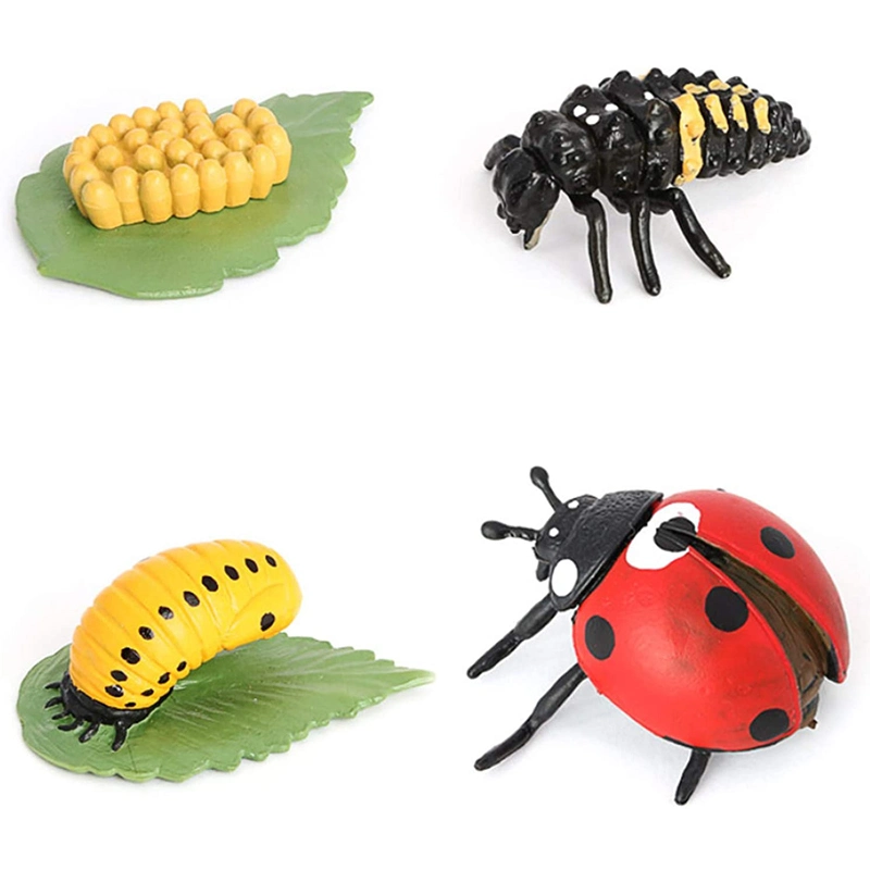 Ladybug Growth Cycle Animal Growth Cycle Biological Model Growth Stage Lifelike Ladybug Life Cycle Model Set Ladybug Toy for Kids