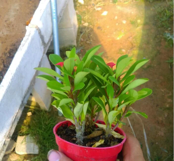 Desert Rose Plants Adenium Obesium 1/2/3 Years Old Seedlings