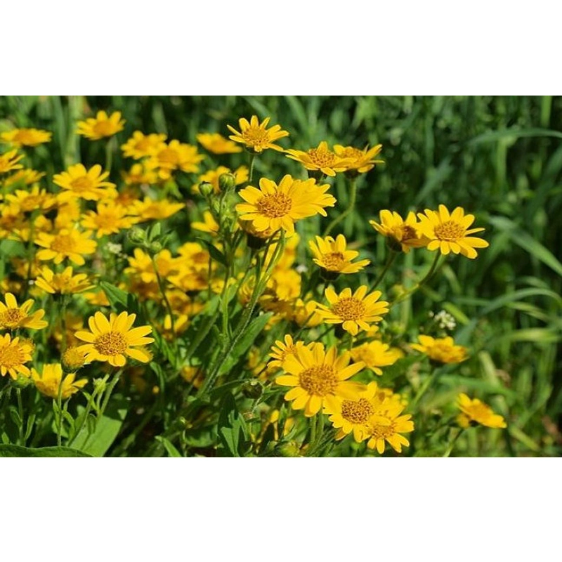 Destilación al vapor Arnica Montana Extracto de Flores/Arnica Montana aceite