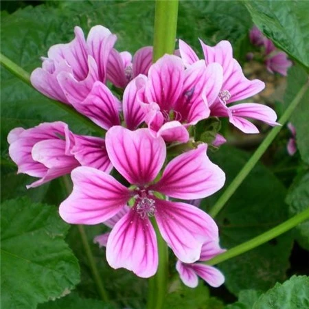 Free Sample Mallow Extract @Malva Sylvestris Flower Extract for Skin Care