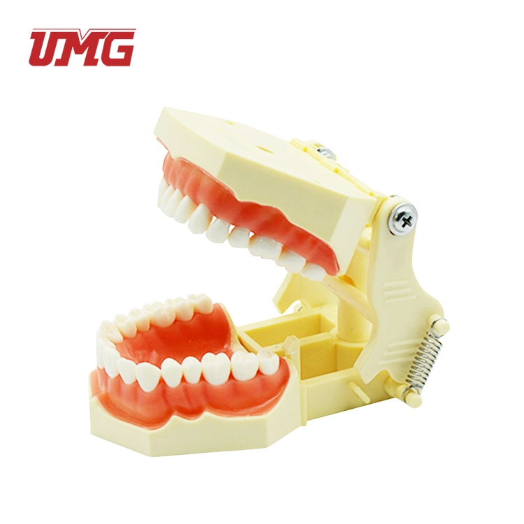 Teeth and Dental Models for Medical