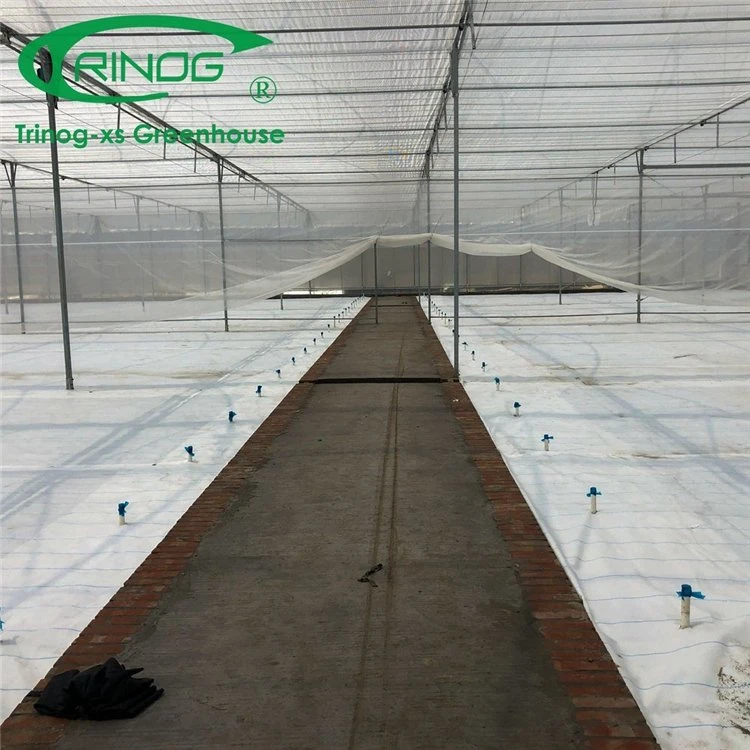 New Design Multi-span Cultivation Hydroponics System Film Greenhouse with Strong Structure for Agriculture From China