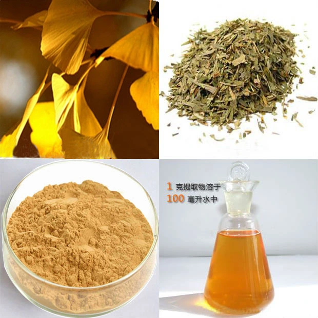 Extracto de planta natural en polvo Extracto de Ginkgo Biloba Ginkgo Biloba Extract