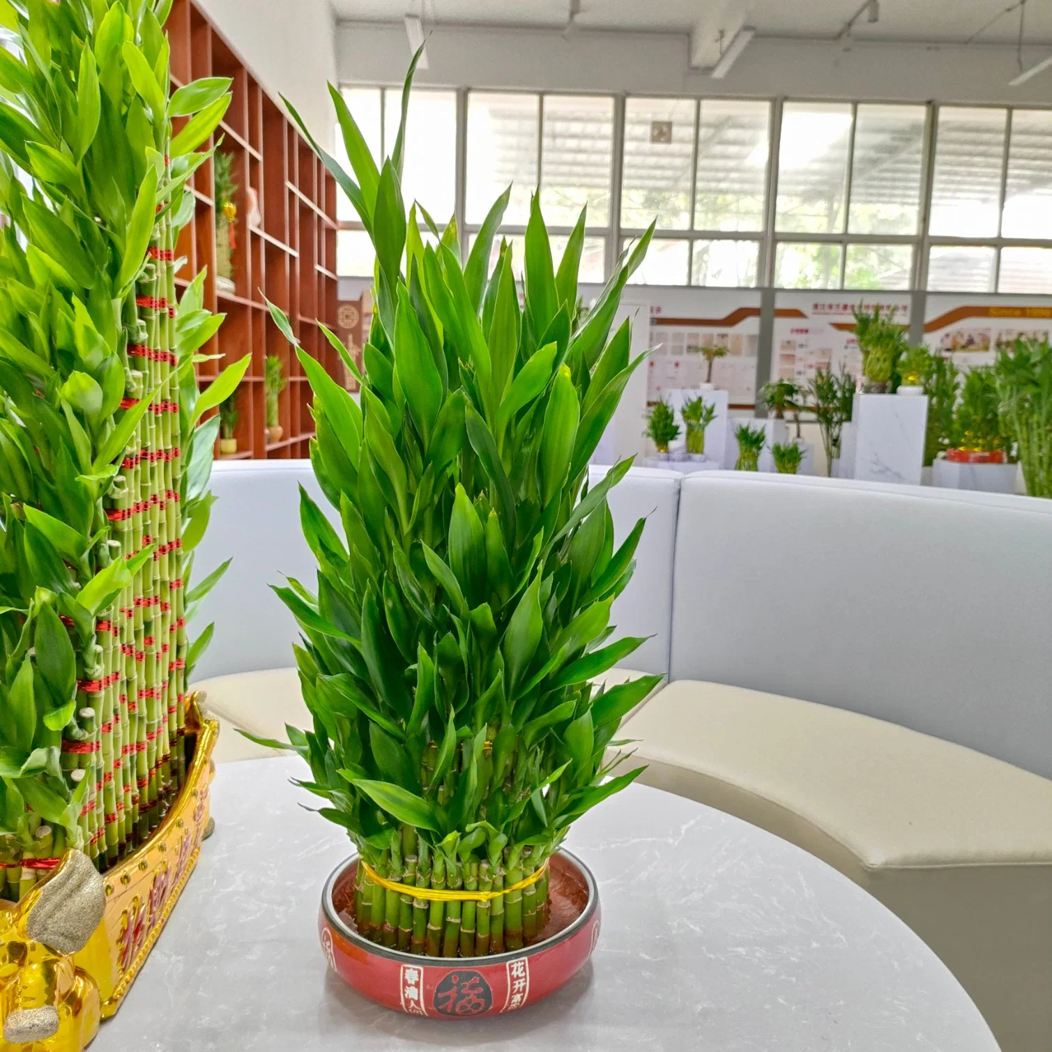 Acuerdo de la planta de bambú de árbol de la suerte de torre de planta de vivero de bambú para decoración Hpme