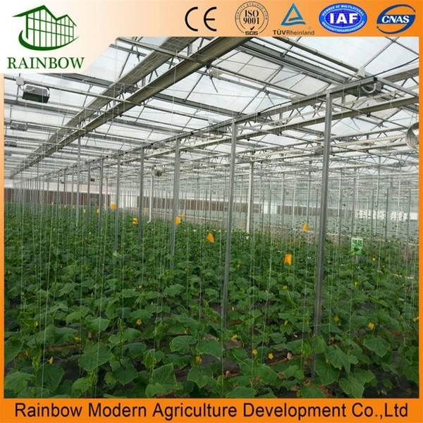 Polycarbonate Sheet Greenhouse with Nft Hydroponics System