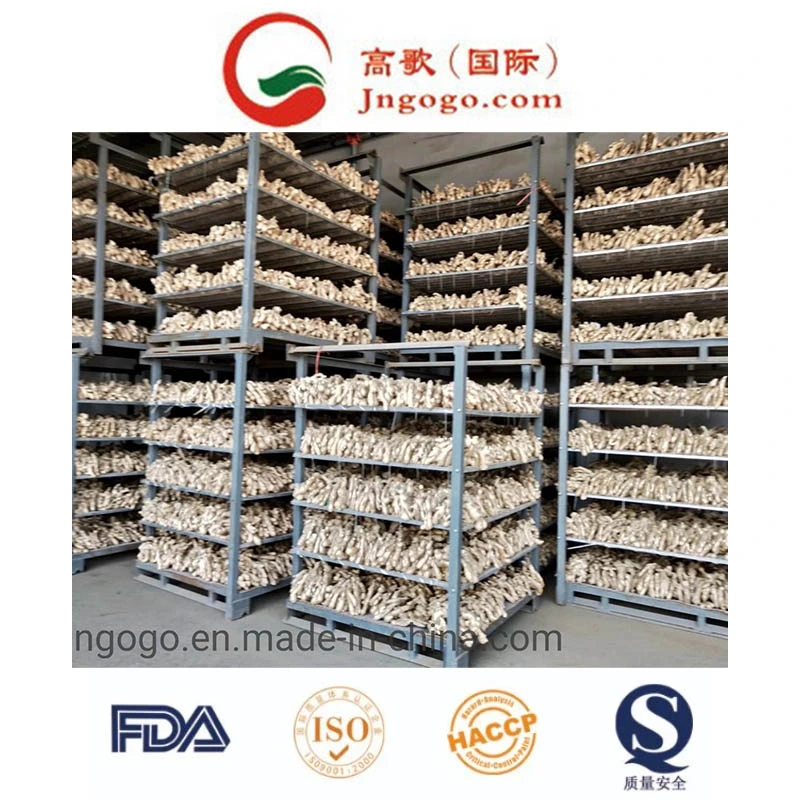 Top Quality New Crop Fresh Ginger Supplier From China