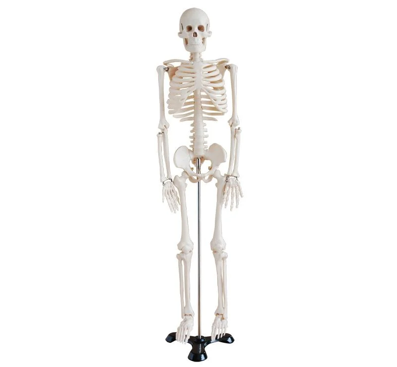 Anatomía de la ciencia médica 180cm 85cm modelo anatómico humano el esqueleto