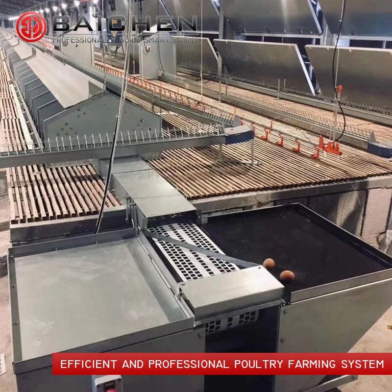 Poultry Automatic Chain Feeding Line Breeder Chicken Feeder System Broiler Parent Stock Breeding Farm Equipment