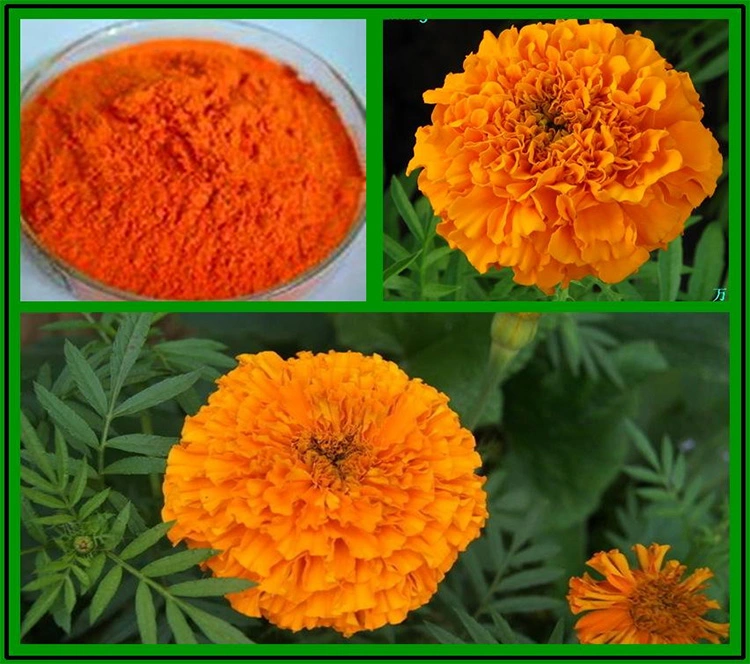 Marigold Flower Extract Lutein Ester Cold Water Soluble Powder 5% 20% Marigold