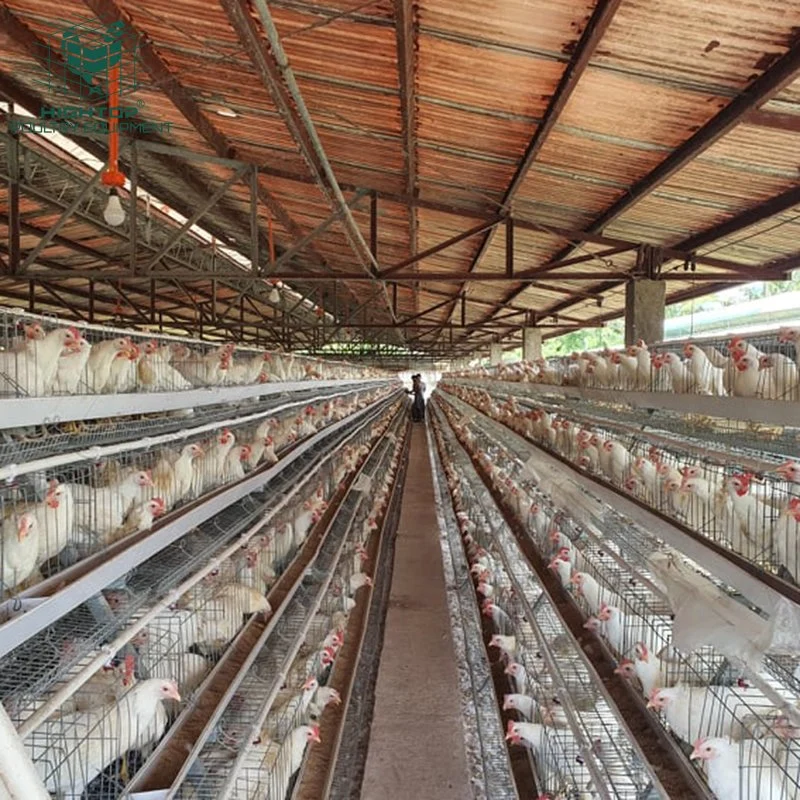 Un tipo 4 Tiers galvanizado en caliente de 20 años de vida de la jaula de la capa de pollo con el auto Sistema de Agua para la cría de aves
