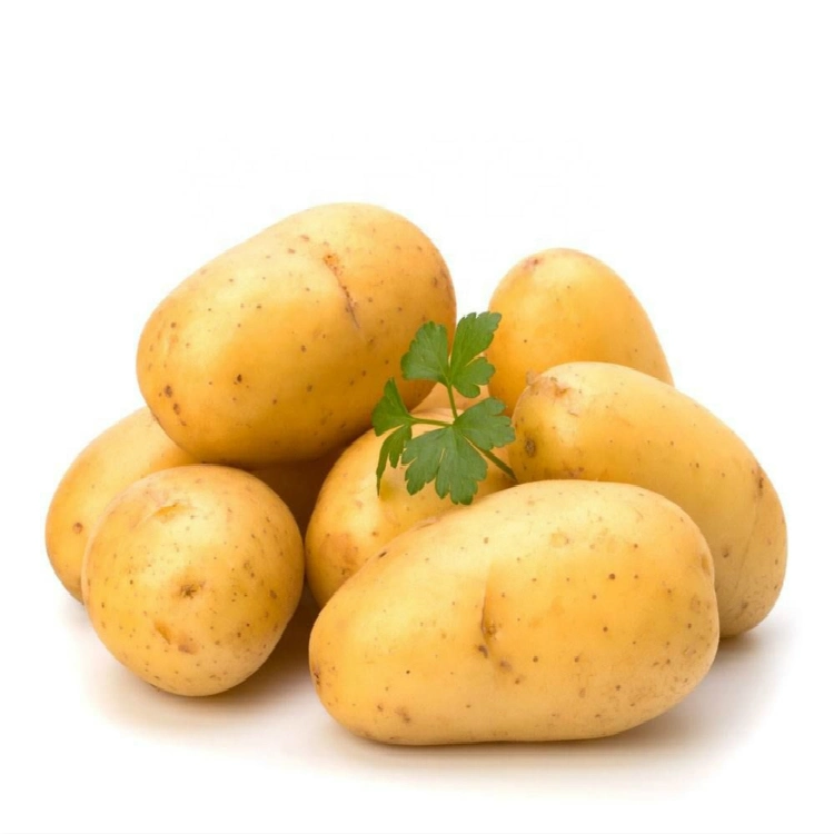 Fresh Potato for Cooking High quality/High cost performance  Potato with Top Grade Export