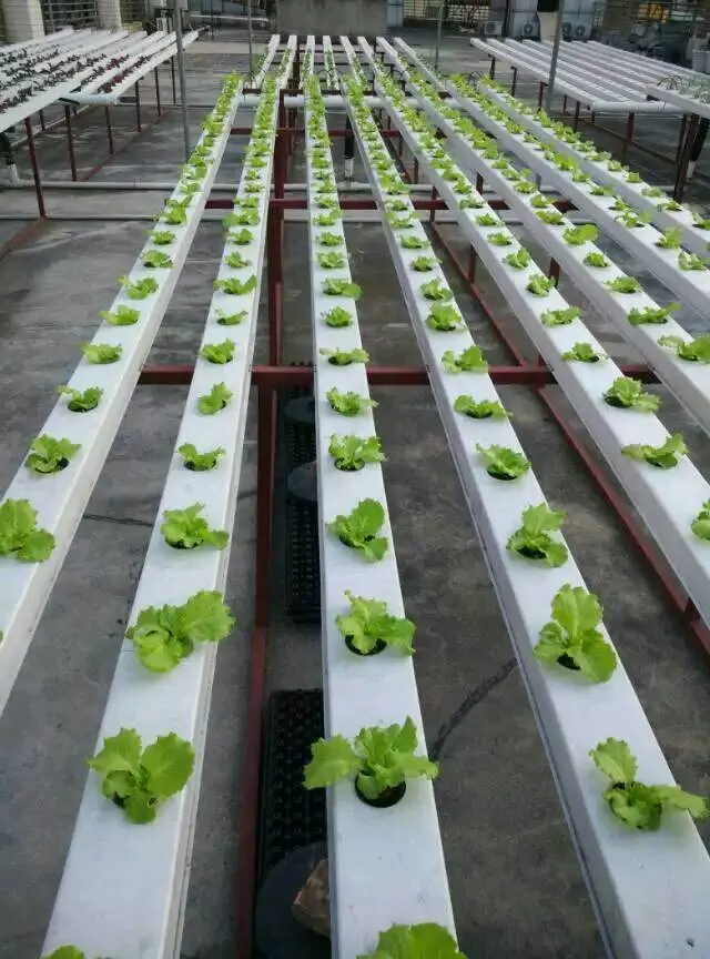 Los gases de cultivo hidropónico Nft sistemas de cultivo agrícola de la ciudad crezca en el interior del Sistema de Rack crecer canal