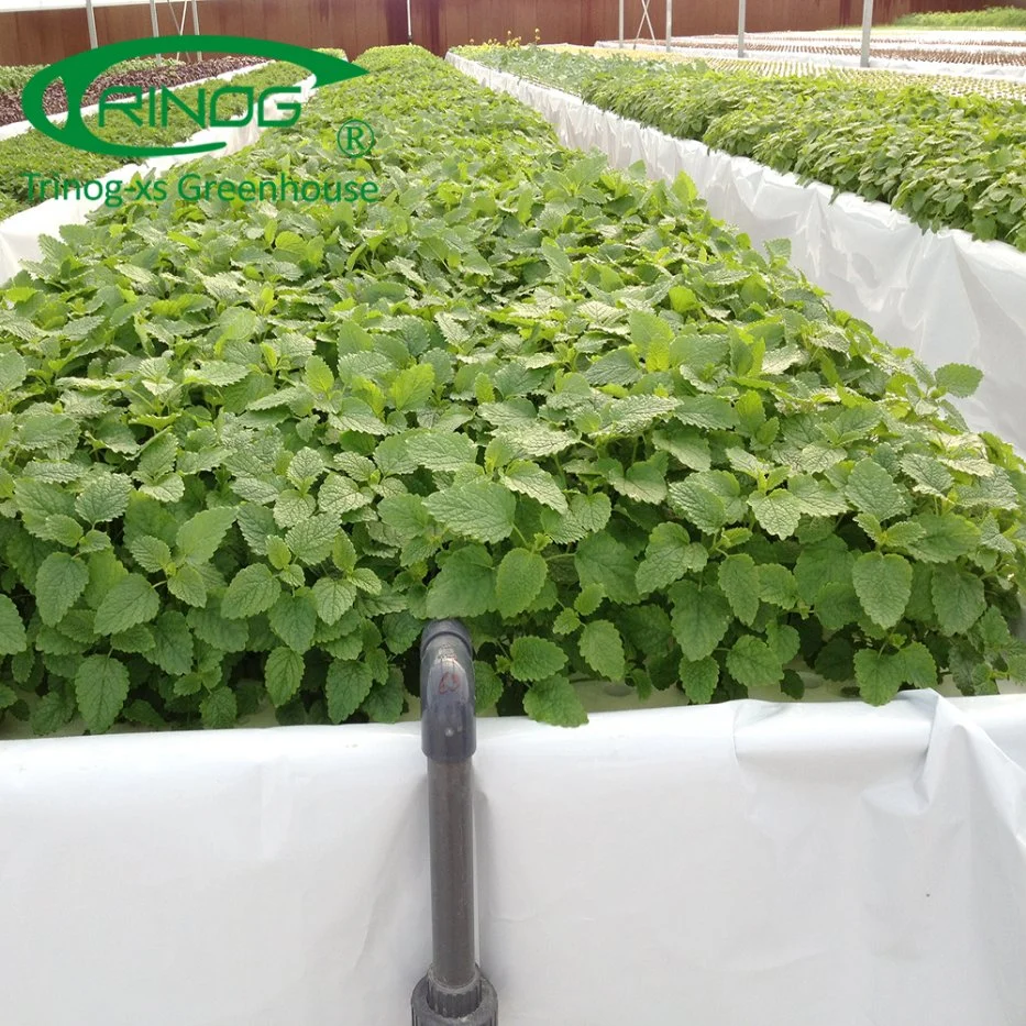 Commercial Greenhouse Hydroponics System Soilless Culture for Vegetables