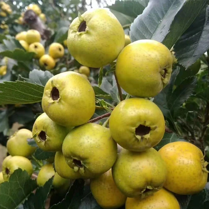 Großhandel Crataegus Pinnatifida Baum Sämlinge Weißdorn Baum Sämlinge Bonsai