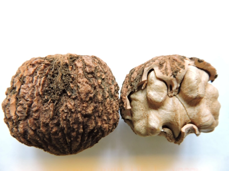 High quality/High cost performance 4: 1~20: 1 Walnut Leaf Extract &Juglans Regia Extract