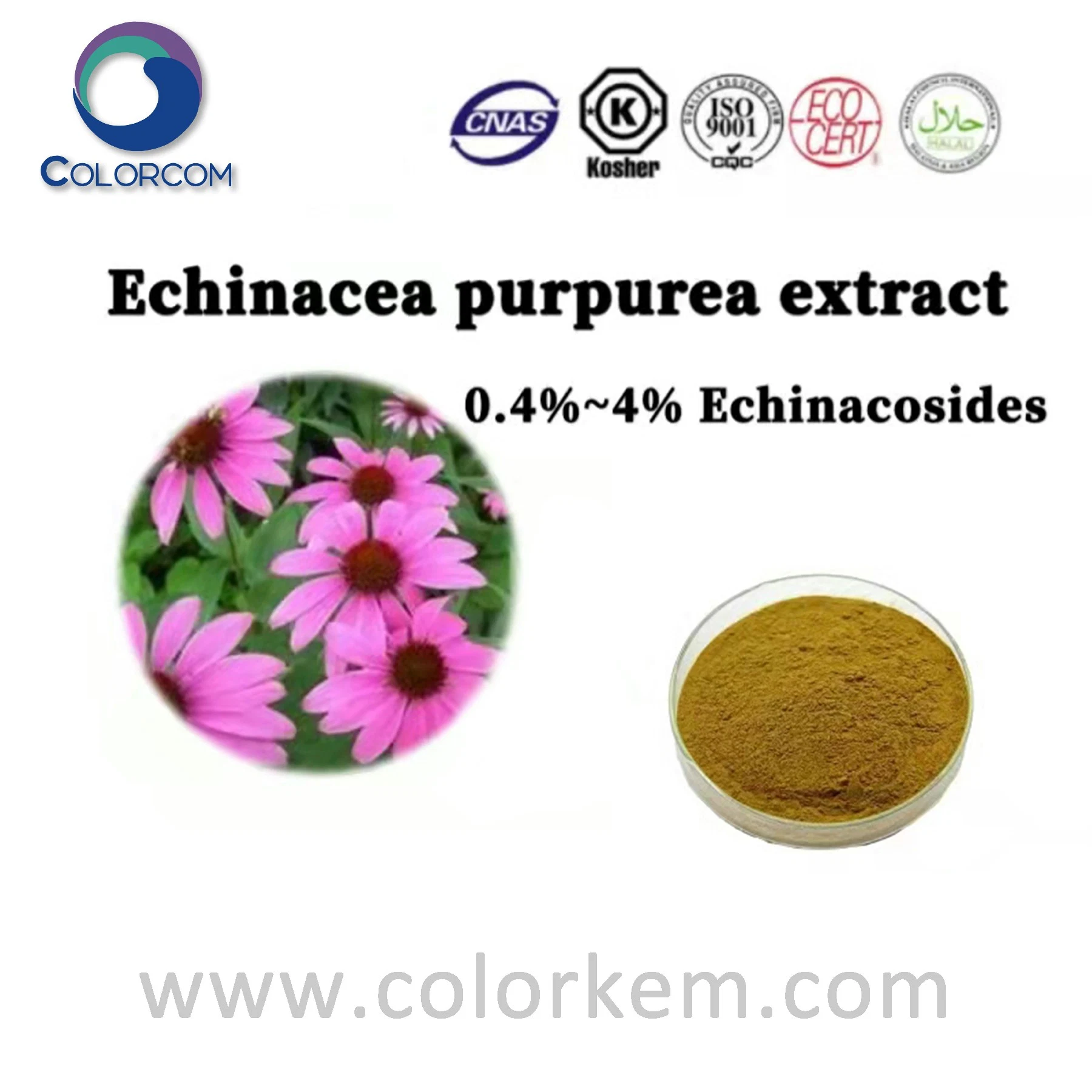 Extrato de echinacea CAS 90028-20-9 Extrato de ervas amostra livre