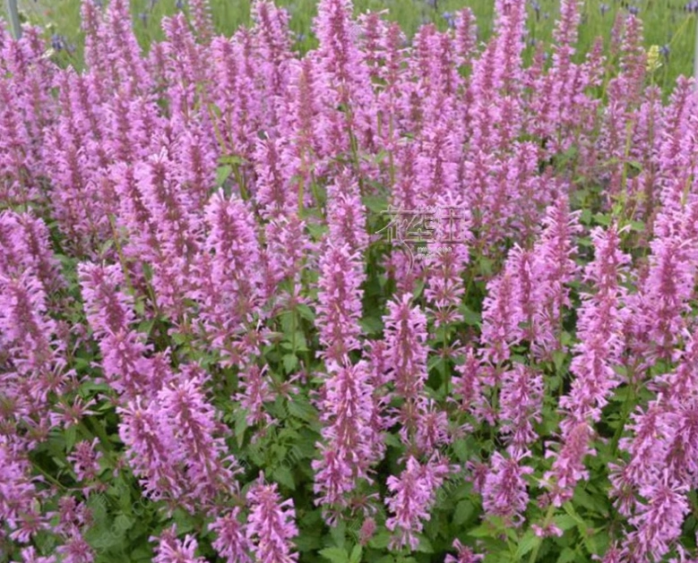 Agastache Seeds Agastache Arizona/Rose Mint Seeds