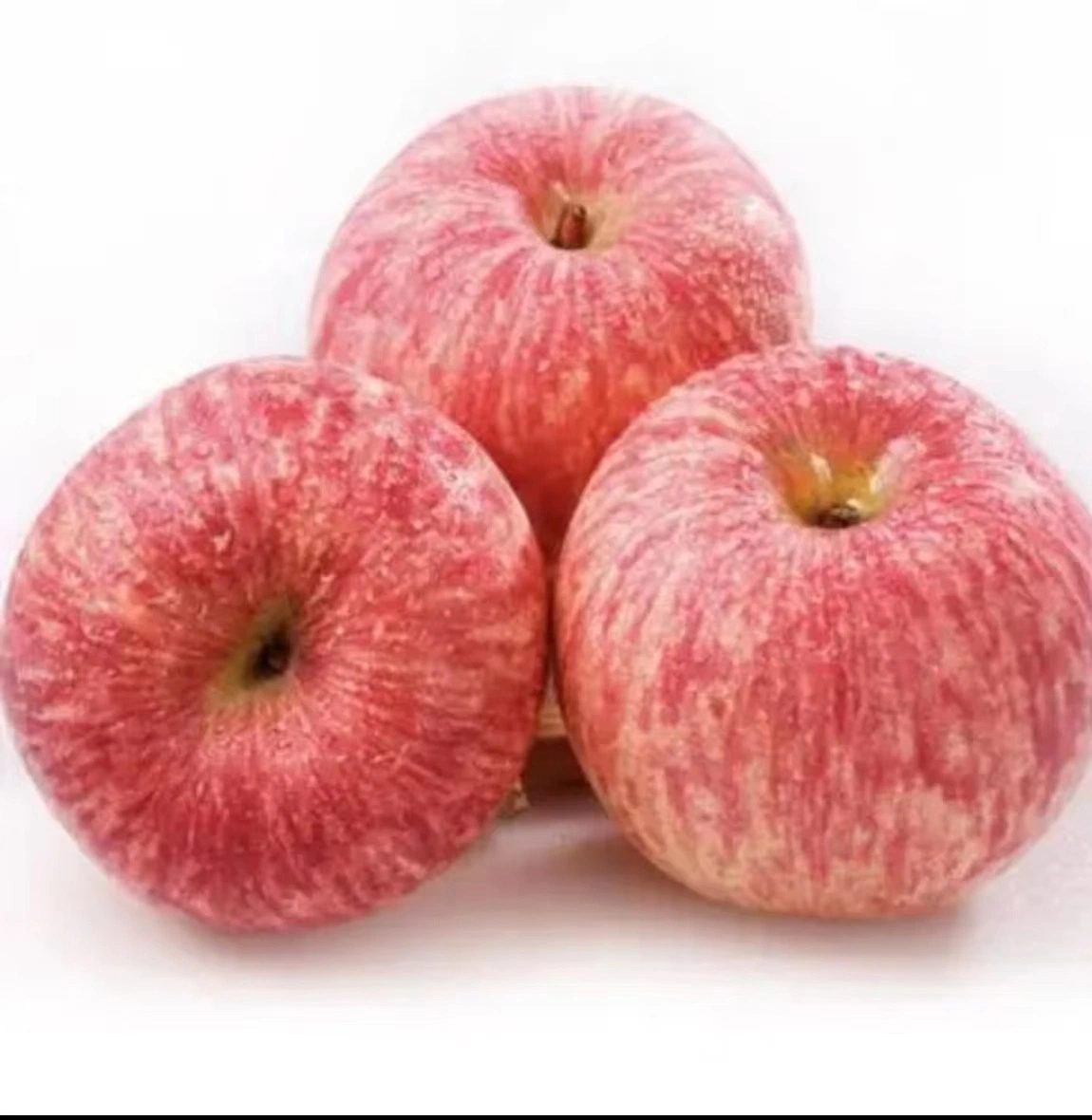 New Corp Fresh FUJI Apple Red Apple