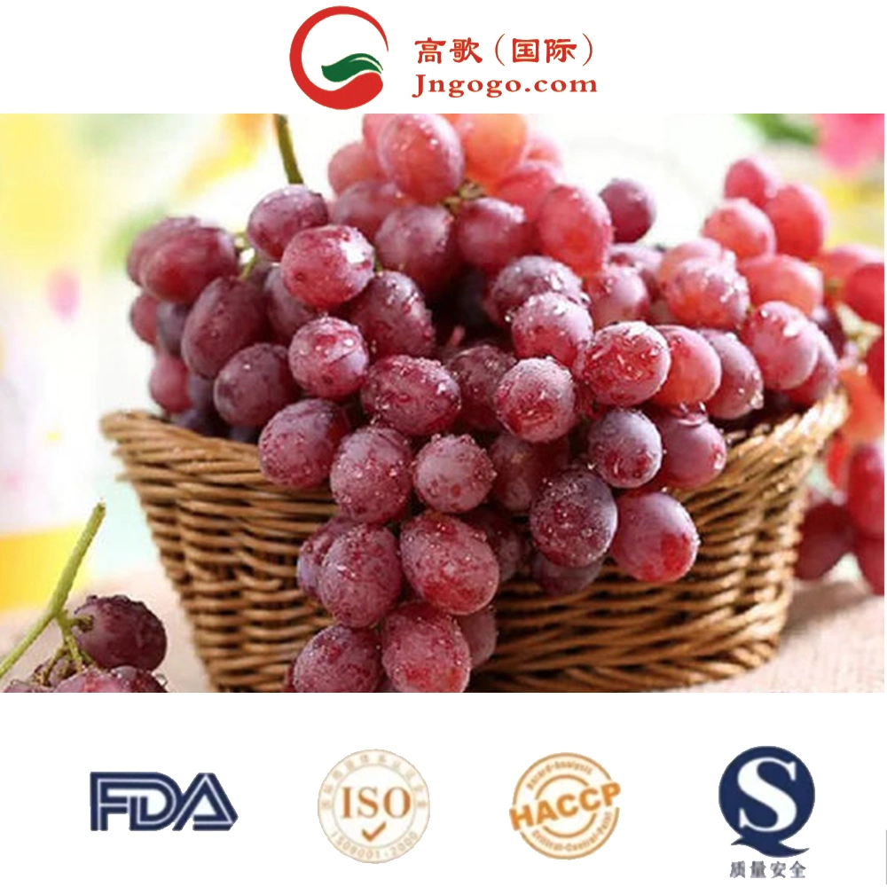 Red Globe Grape frutas frescas Red Grape da China Import Empresas de exportação Pune