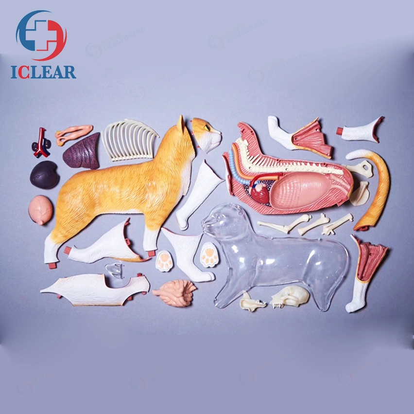 Imported PVC Cats Anatomical Models of Animals for Medical Teaching