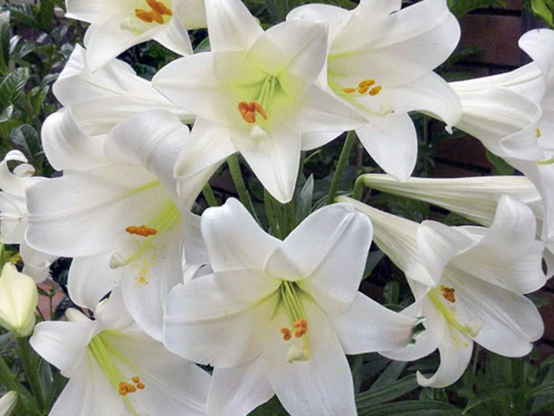 Lilium Formolongi Seeds Longiflorum Seeds Sell Easter Lily