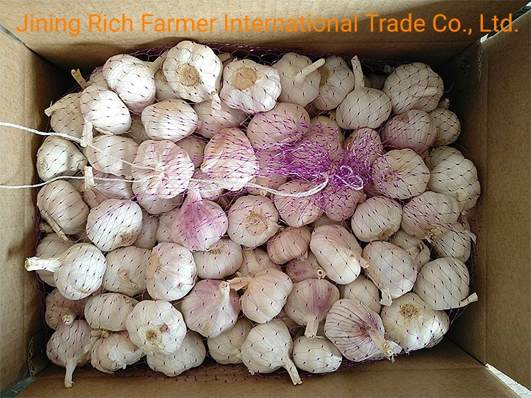 China New Crop Fresh Garlic for Export