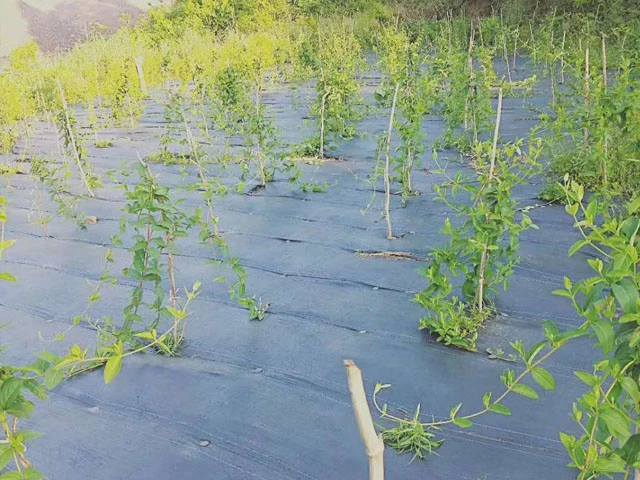 De PP Tecidos de malha de produtos tão rápida escorrência e controle de plantas daninhas