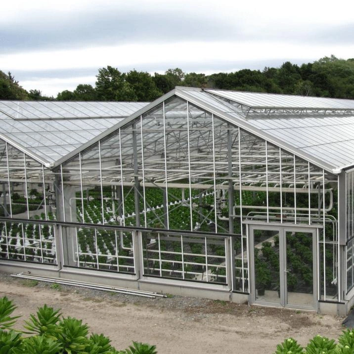 Agricultural Polycarbonate Greenhouse for Mango Cultivation in Japan