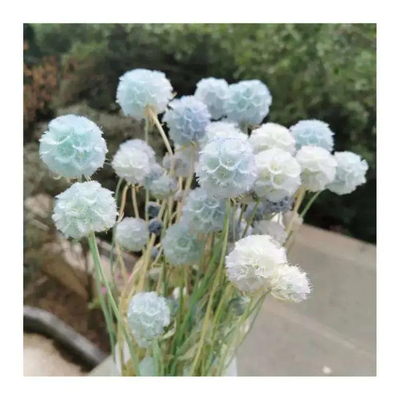 Ins Popular Preserved Scabiosa Flowers Windmill Fruit Dried Flowers and Plants for Home Wedding Decor