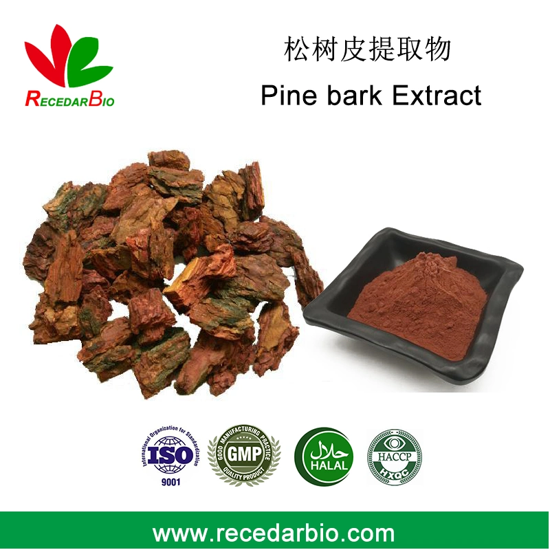 Plant Extract 95% OPC Pine Bark Extract Powder Proanthocyanidins