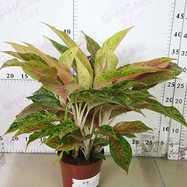 Ornamental Plant Bonsai of Aglaonema Yanhua Spp Live Plants