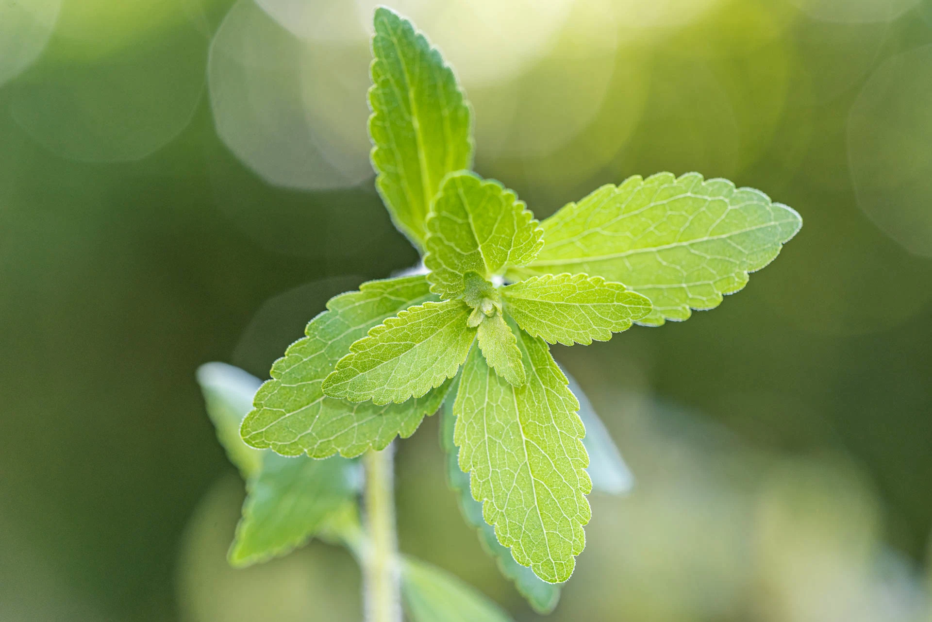 Glucosyl Steviol Glicosidos utiliza como ingrediente de la etiqueta limpio