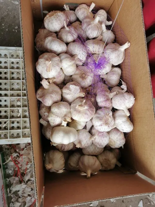 2020 New Crop China Factory Fresh Garlic