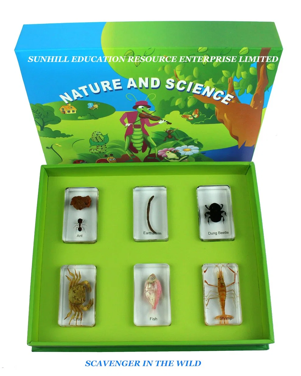 Children Toy, Nursery School Educationa Science Learning Toy, Kids Classroom Educationteaching Specimen for Kindergarten and Preschool-Animal Kingdom