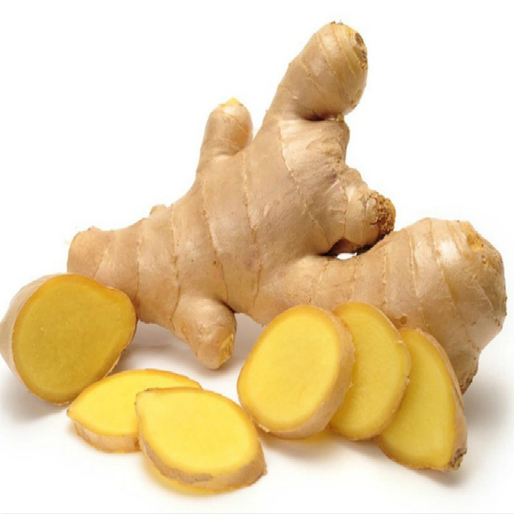 2023 Crop China Shangdong Younger Ginger Fresh Ginger Wholesale/Supplier